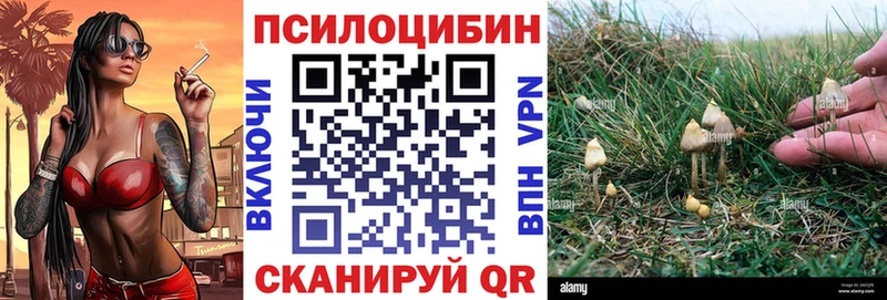 купить  цена  Гаврилов-Ям  Галлюциногенные грибы Cubensis 